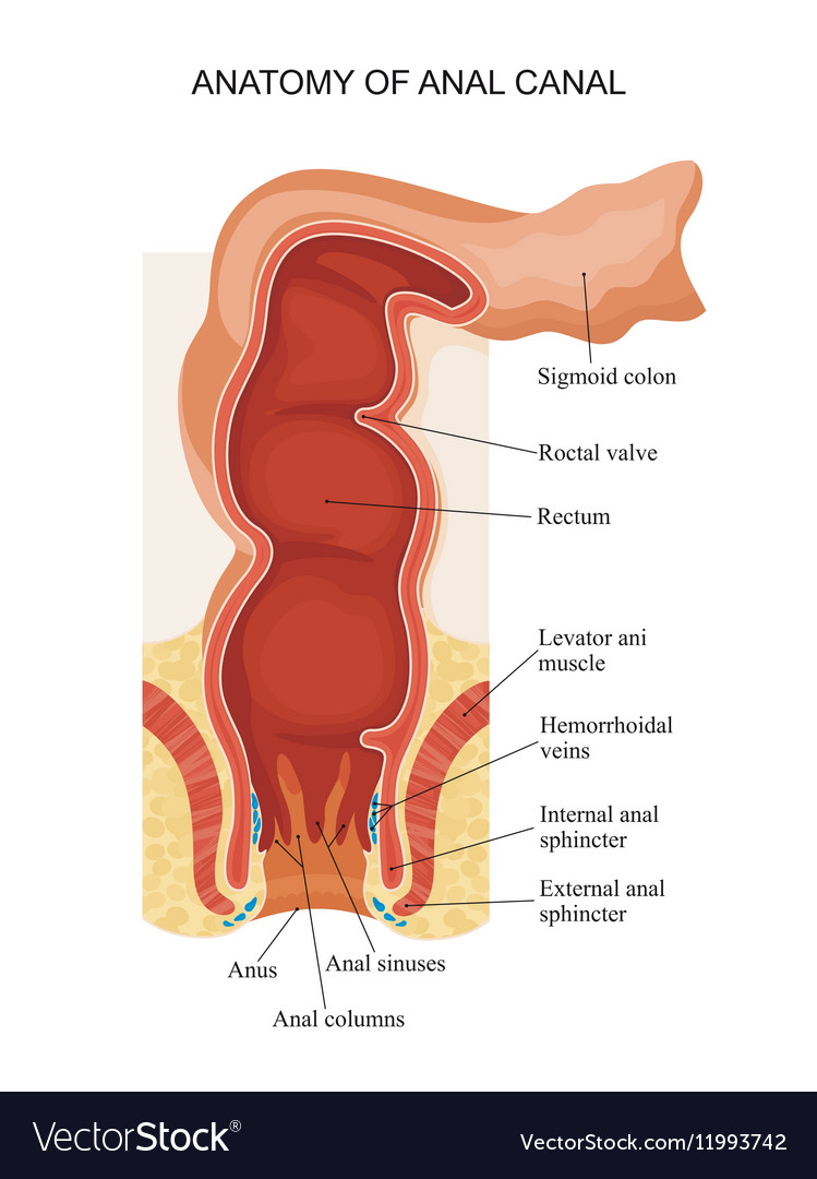 Anatomy of anal canal