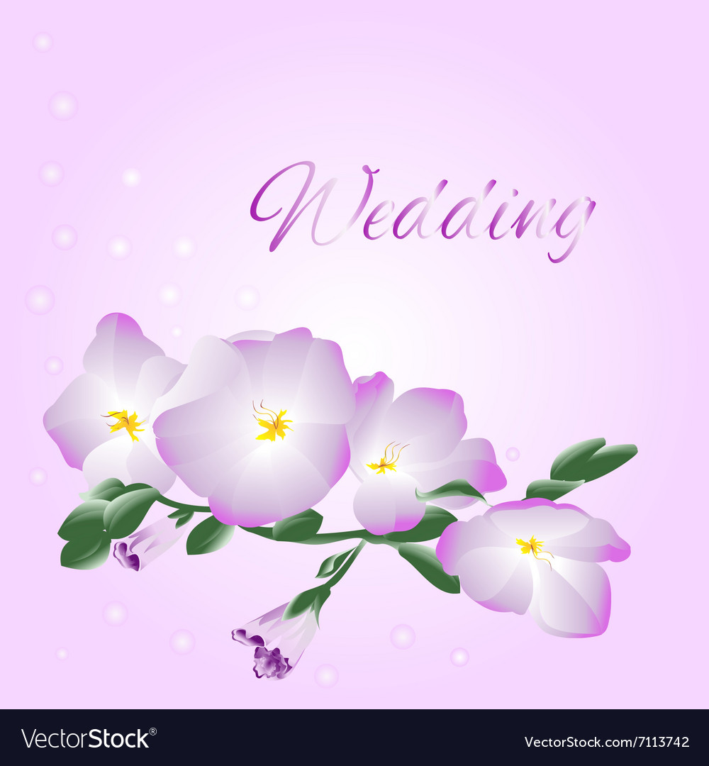 Wedding orchid stem with flowers Royalty Free Vector Image