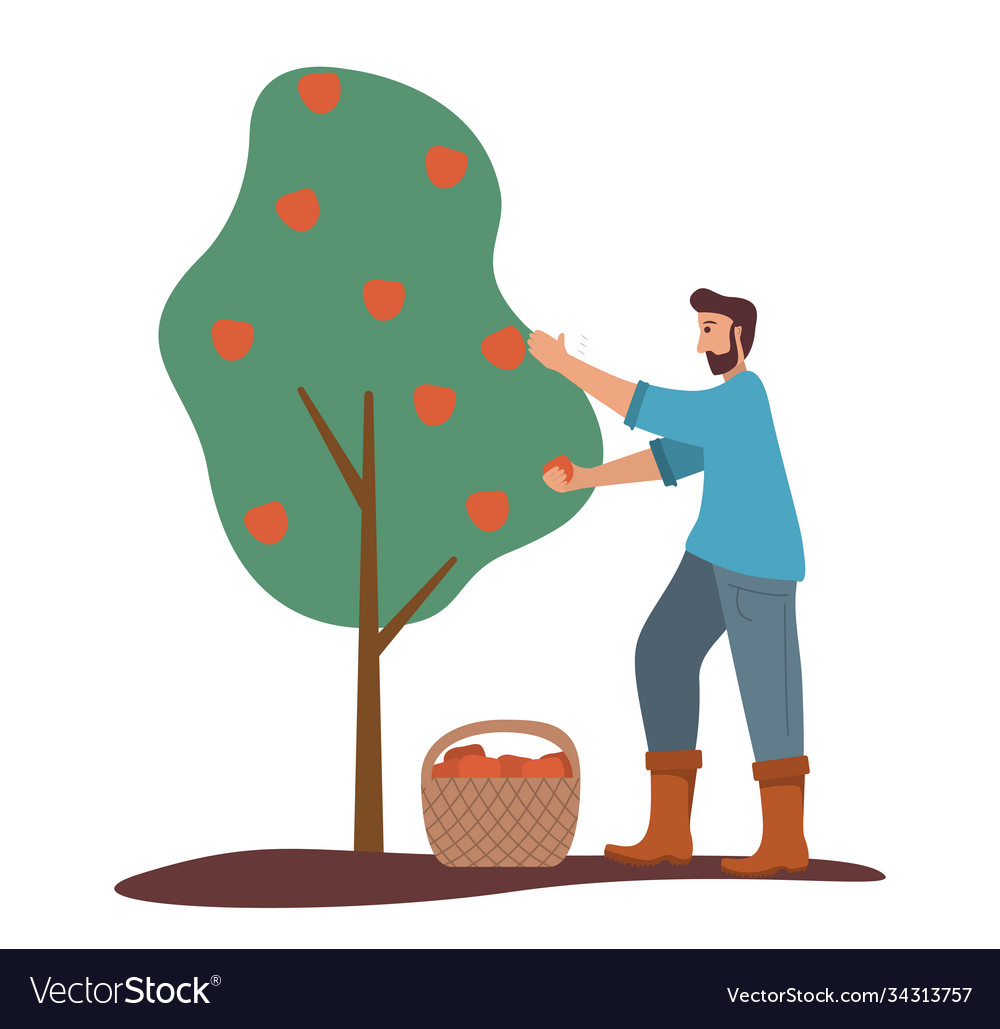 Man is harvesting apples fruit tree ripe red