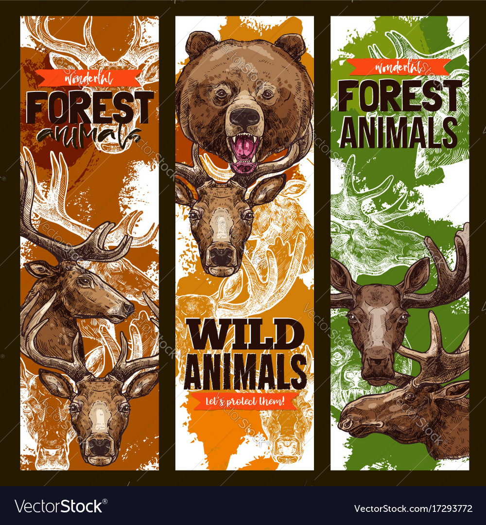 Animal Sketch Banner Set With Bear Deer And Elk Vector Image