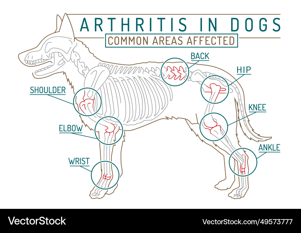 Arthritis osteoarthritis in dogs common disease Vector Image