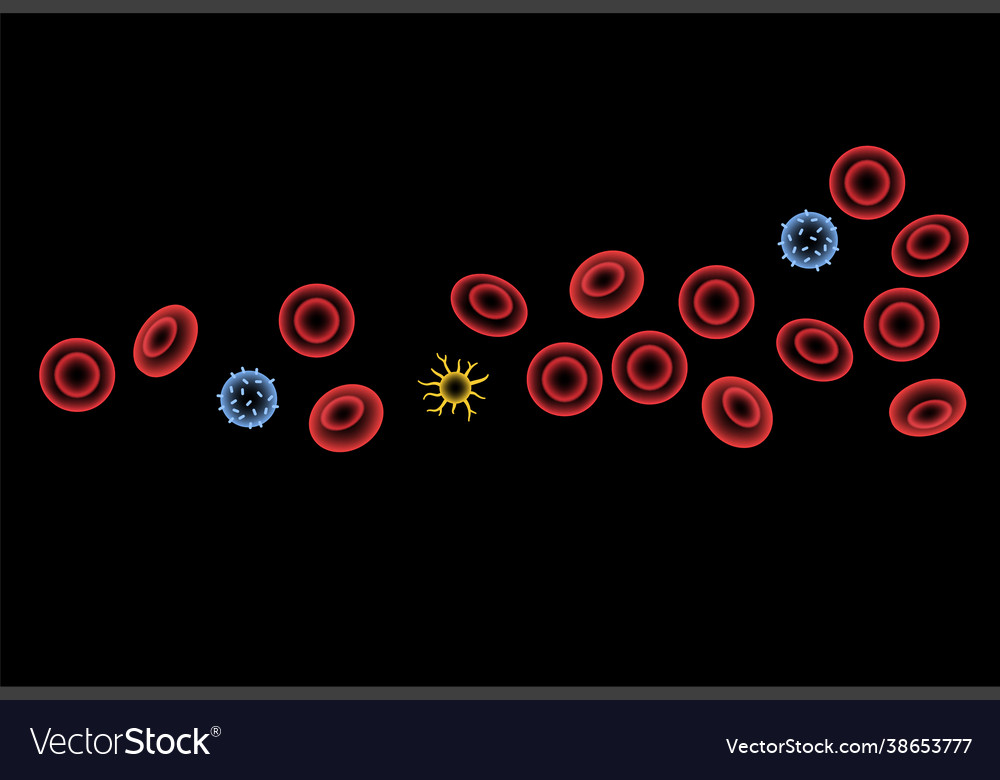 Erythrocytes in blood vessel