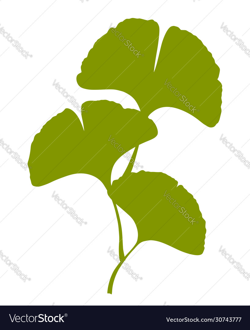 Ginkgo biloba branch with leaves