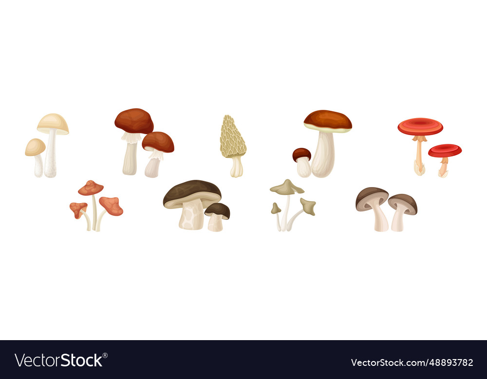 Different edible mushroom with stem and cap Vector Image