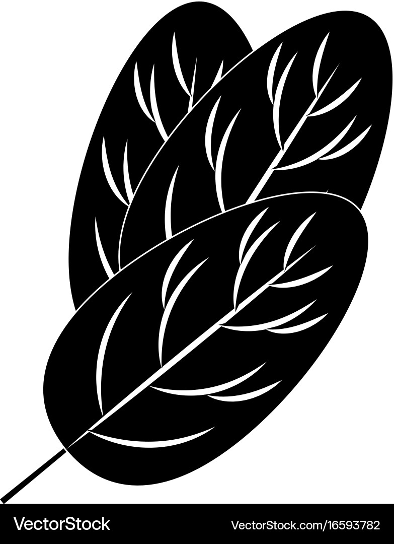 Spinach leaf icon Royalty Free Vector Image - VectorStock