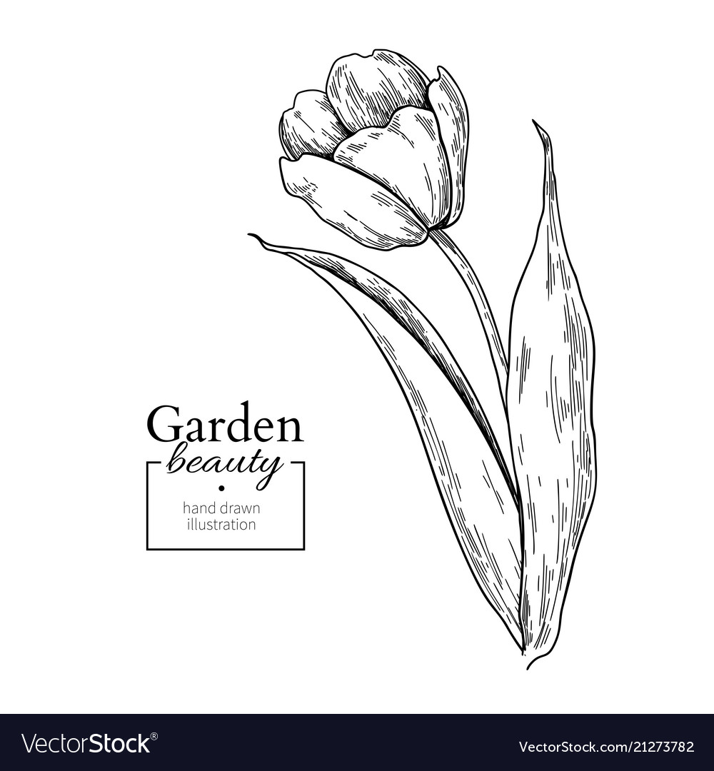 Vector Illustration Of Tulip Flowers In A Doodle Style Isolated On A White  Background Vector, Flower Drawing, Flowers Drawing, Tulip Drawing PNG and  Vector with Transparent Background for Free Download