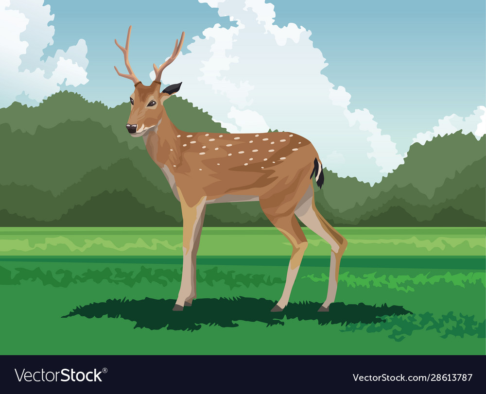 wild-deer-in-field-royalty-free-vector-image-vectorstock