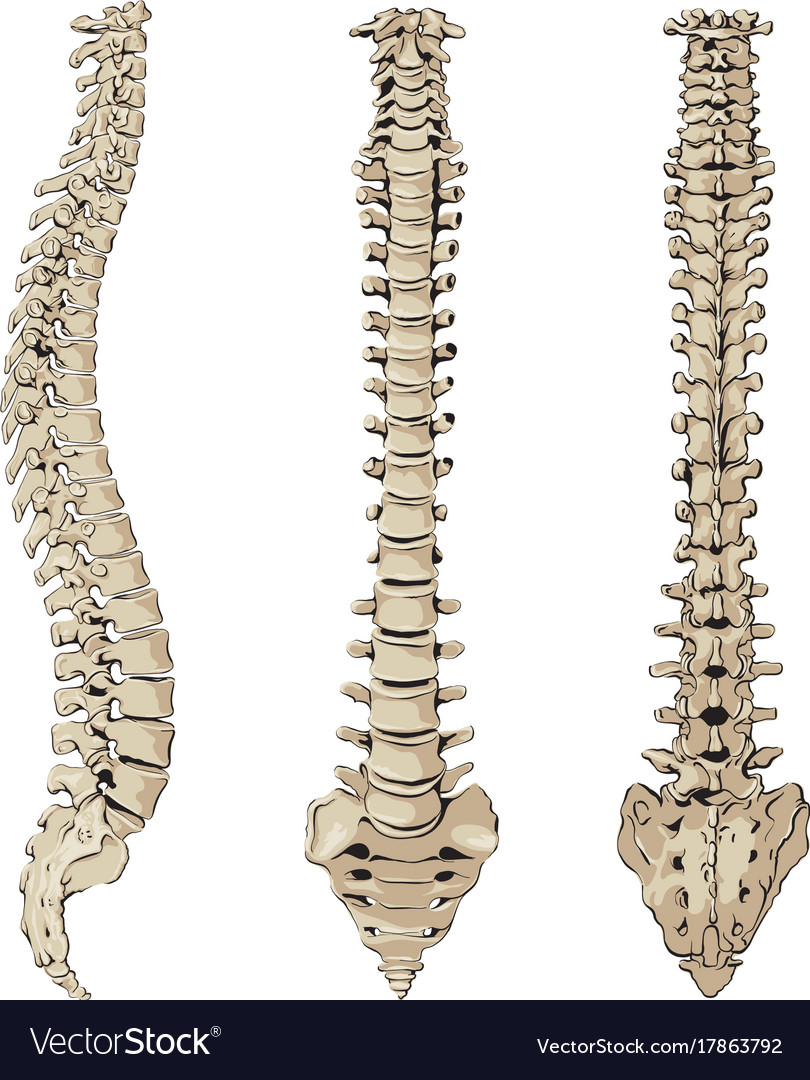 Figure of the spine