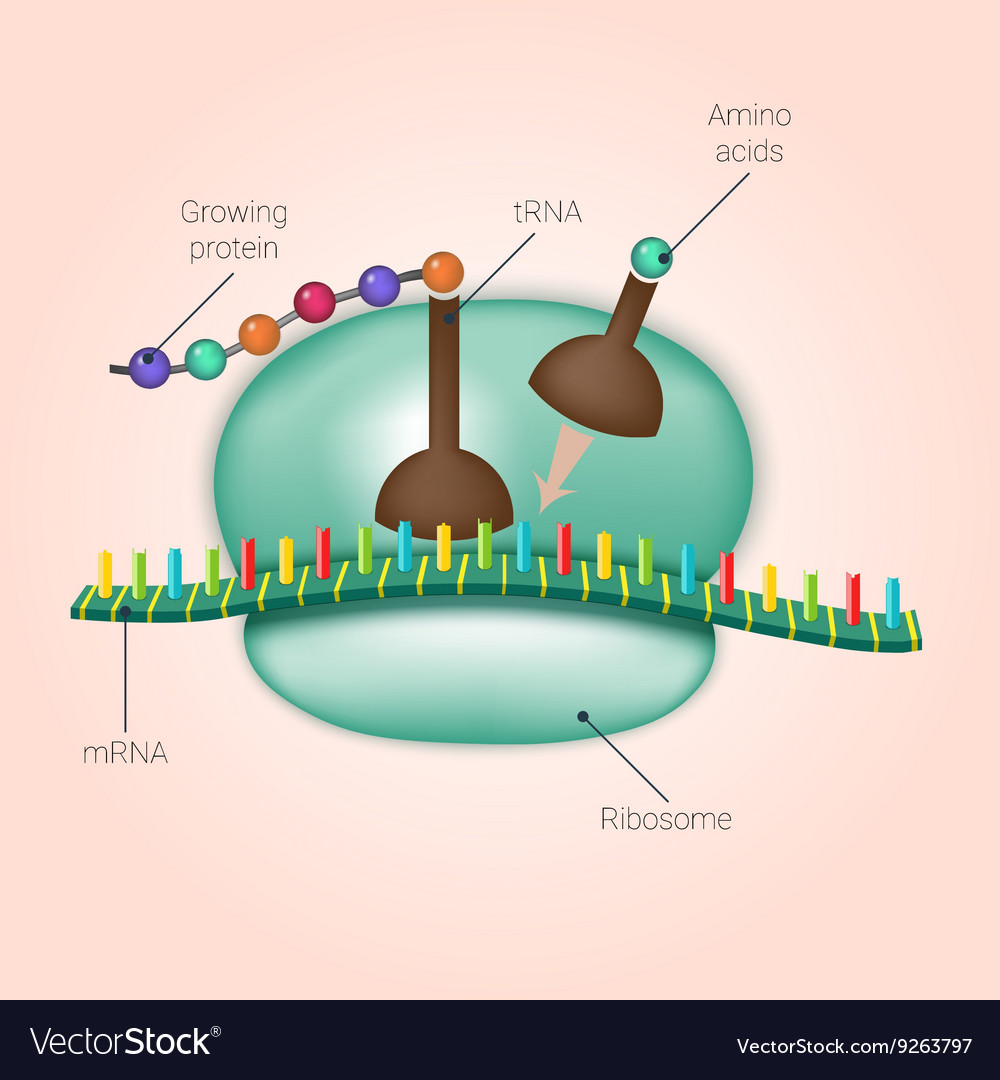 protein biosynthesis