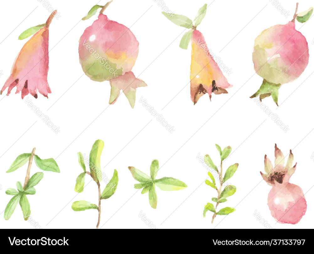 Watercolor Hand Painted Pomegranate Elements Vector Image
