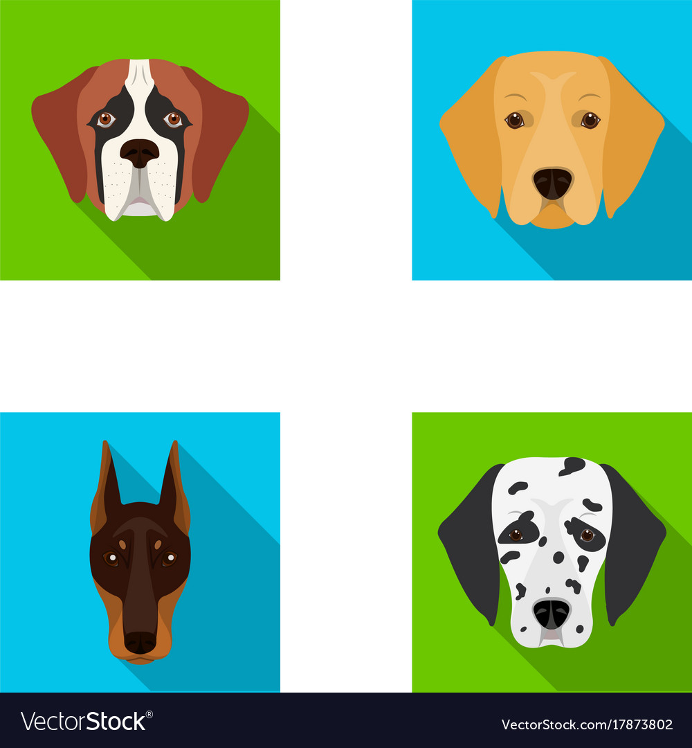 Muzzle of different breeds dogsdog