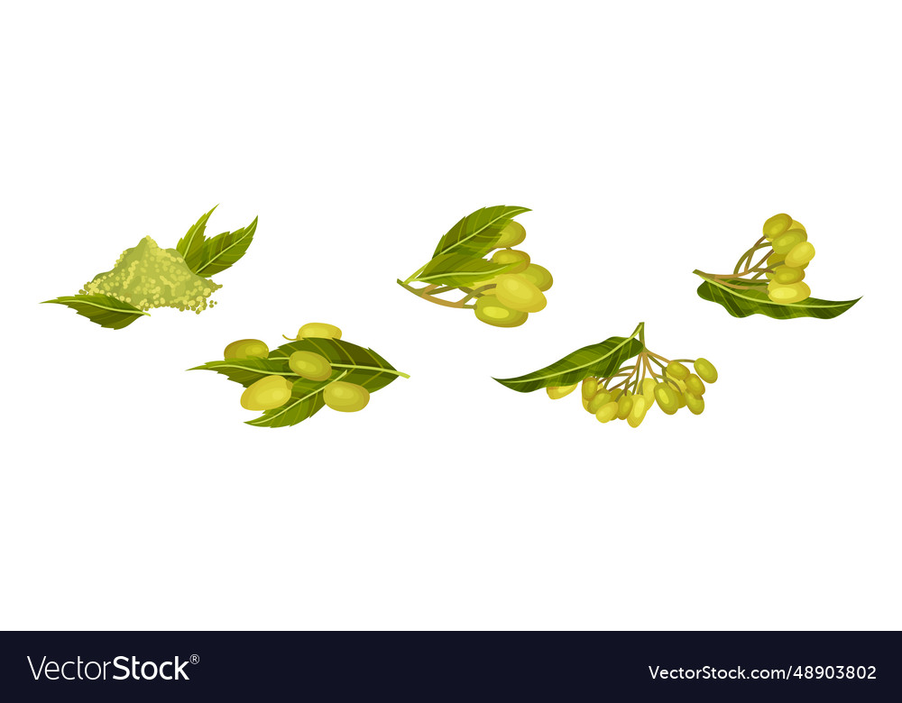 Neem plant with leafy branches and fruits