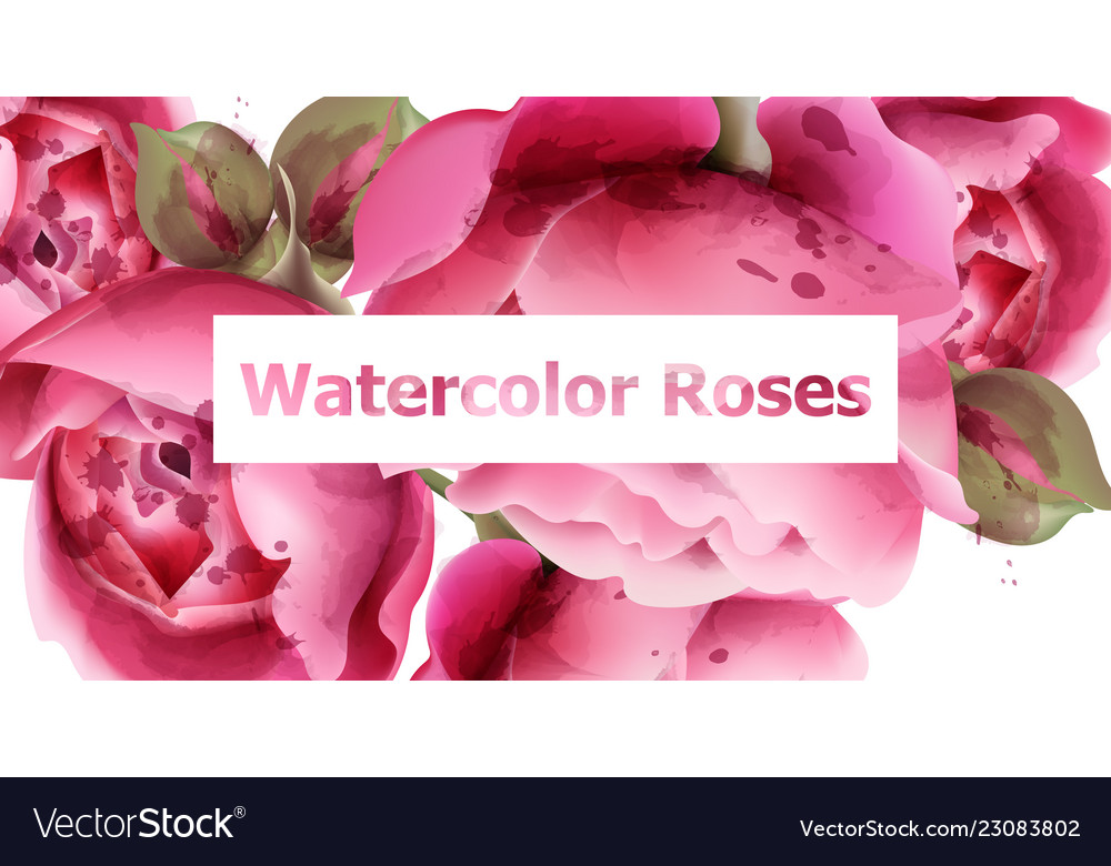 Pink roses watercolor background