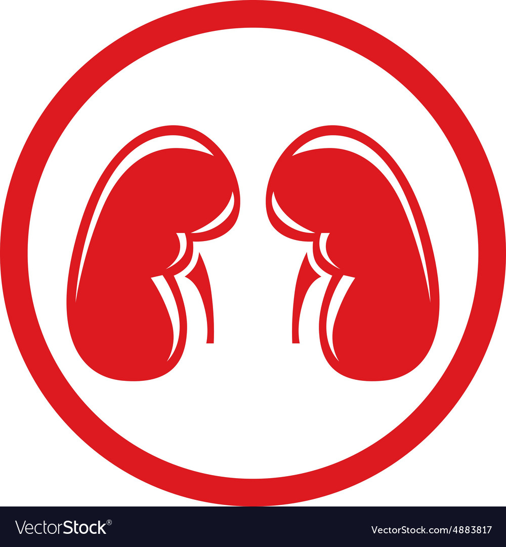 Human kidney single flat icon symbol