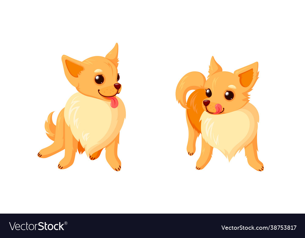 Playful chihuahua dogs with tongues sitting