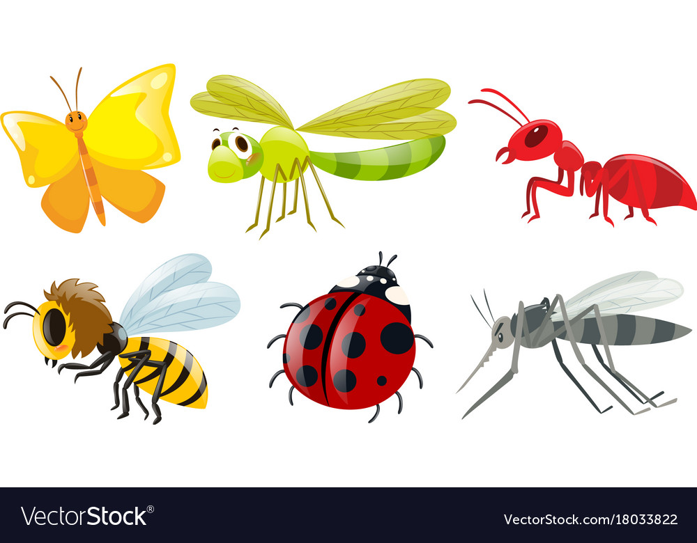 Different types of insects