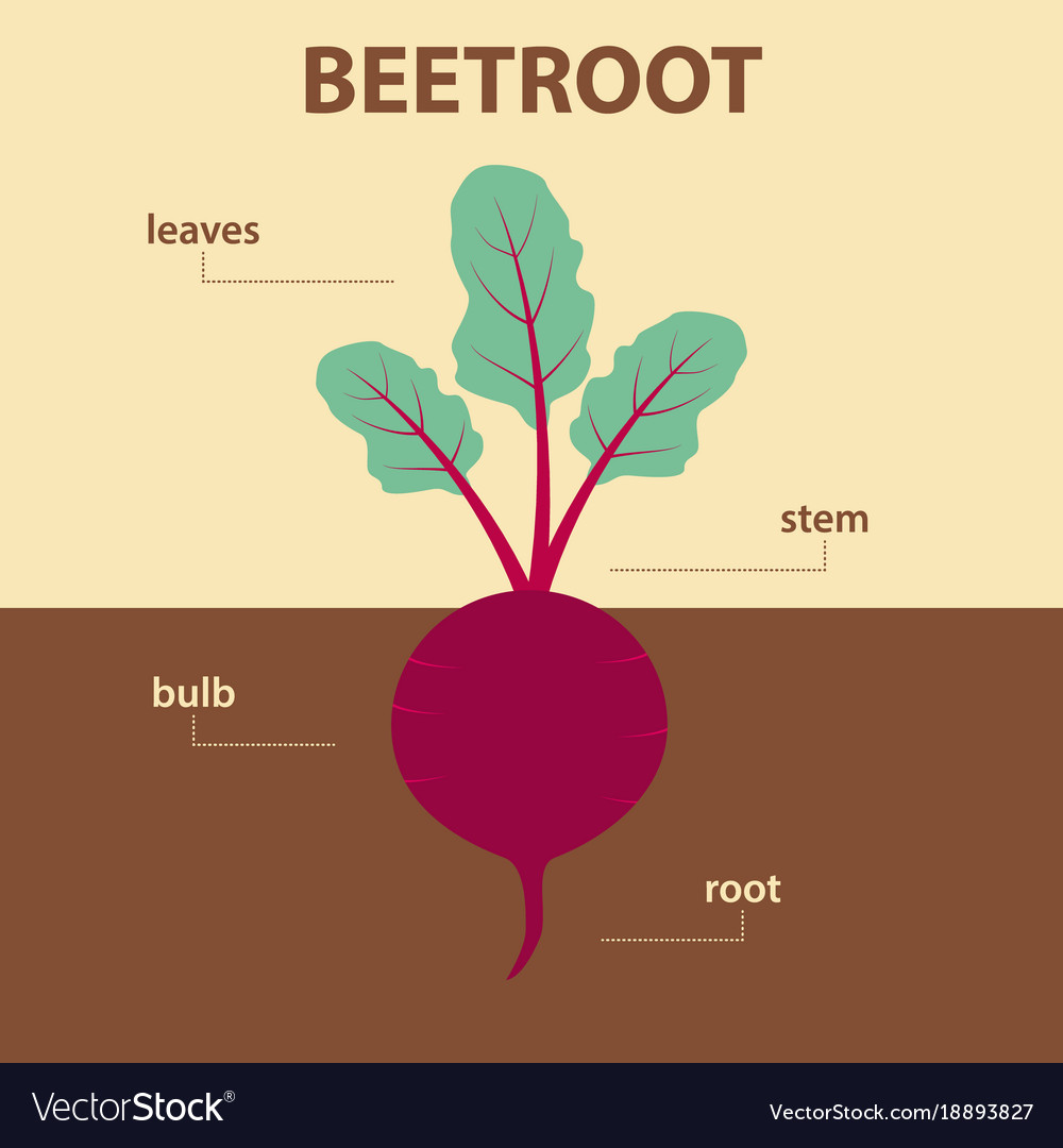 Diagram Showing Parts Beetroot Whole Plant Vector Image 1719