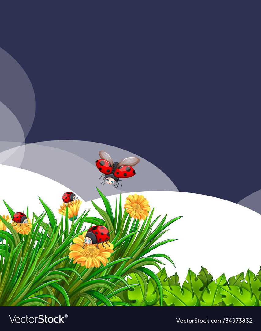 Blank scene with ladybugs in garden some