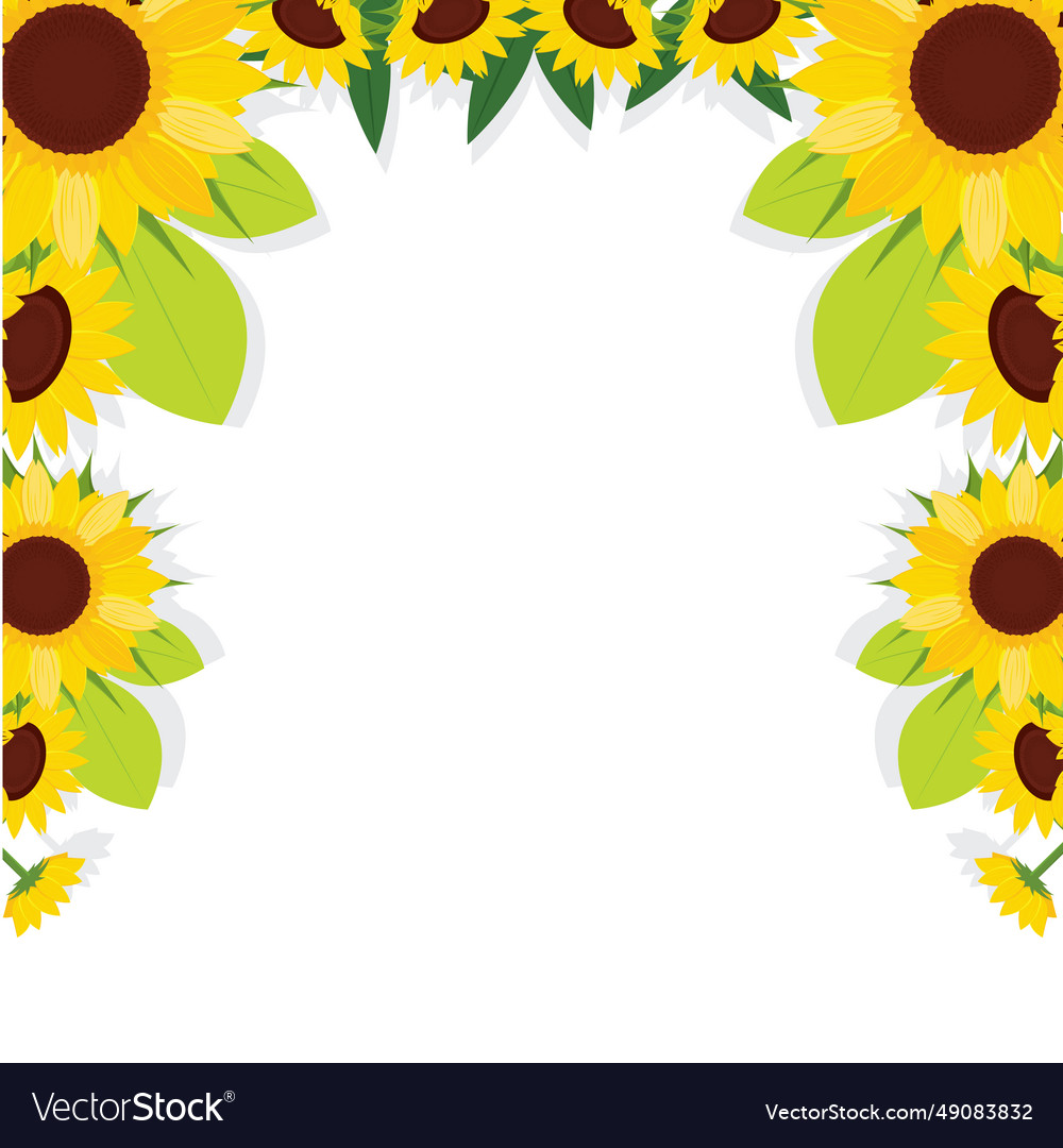 Colored sunflower border flower Royalty Free Vector Image