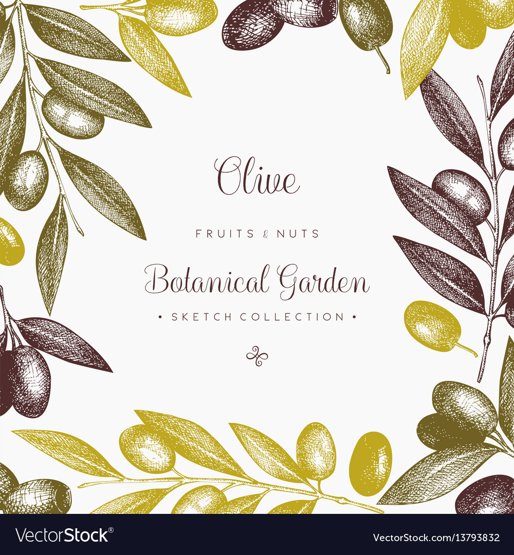 Olive branch wreath Royalty Free Vector Image - VectorStock