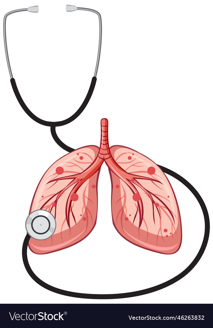 Stethoscope and lungs on white background