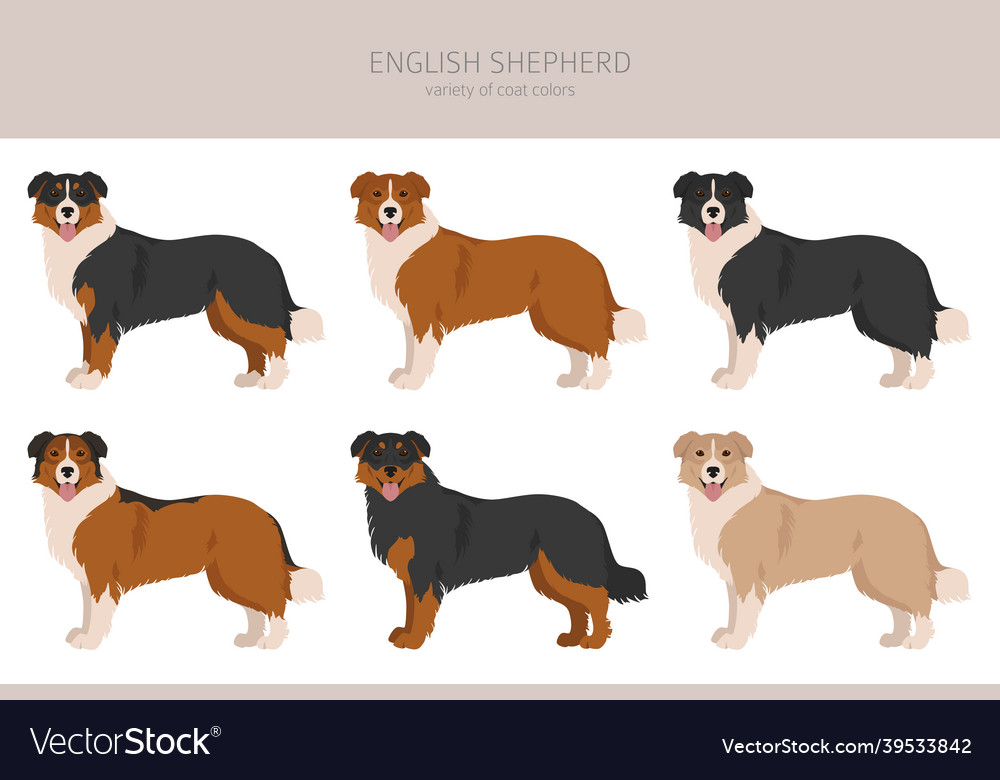 English shepherd clipart different poses coat Vector Image