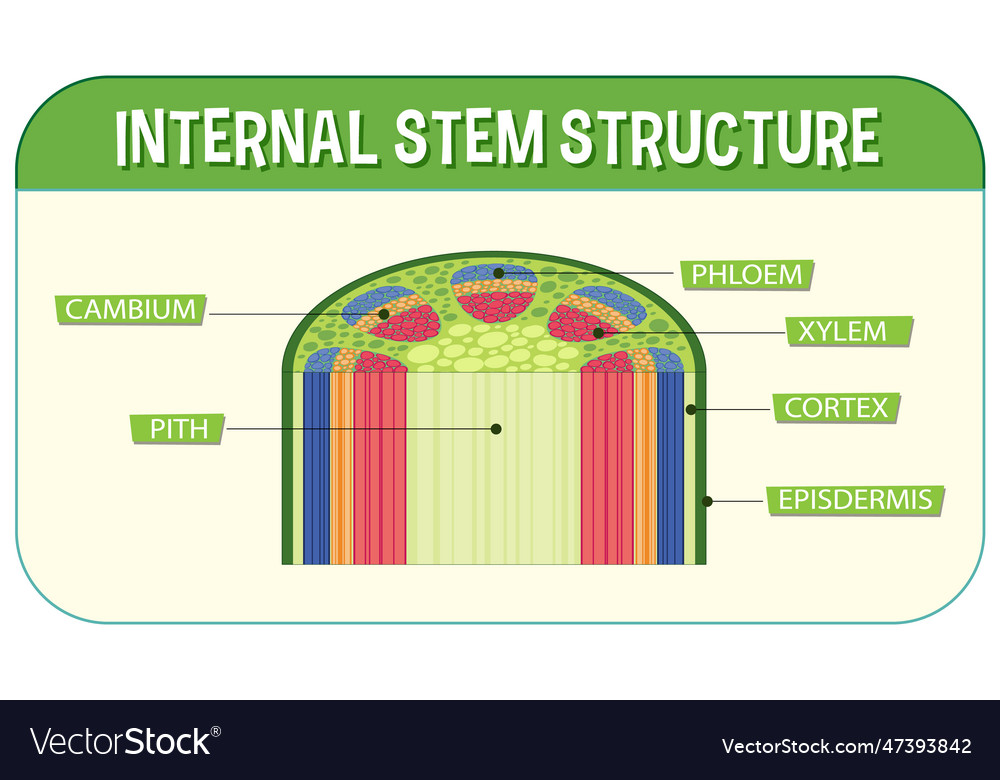 Internal structure of stem diagram vector image Internal structure of stem diagram