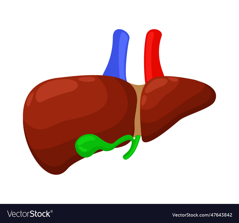 Liver2 Royalty Free Vector Image - VectorStock