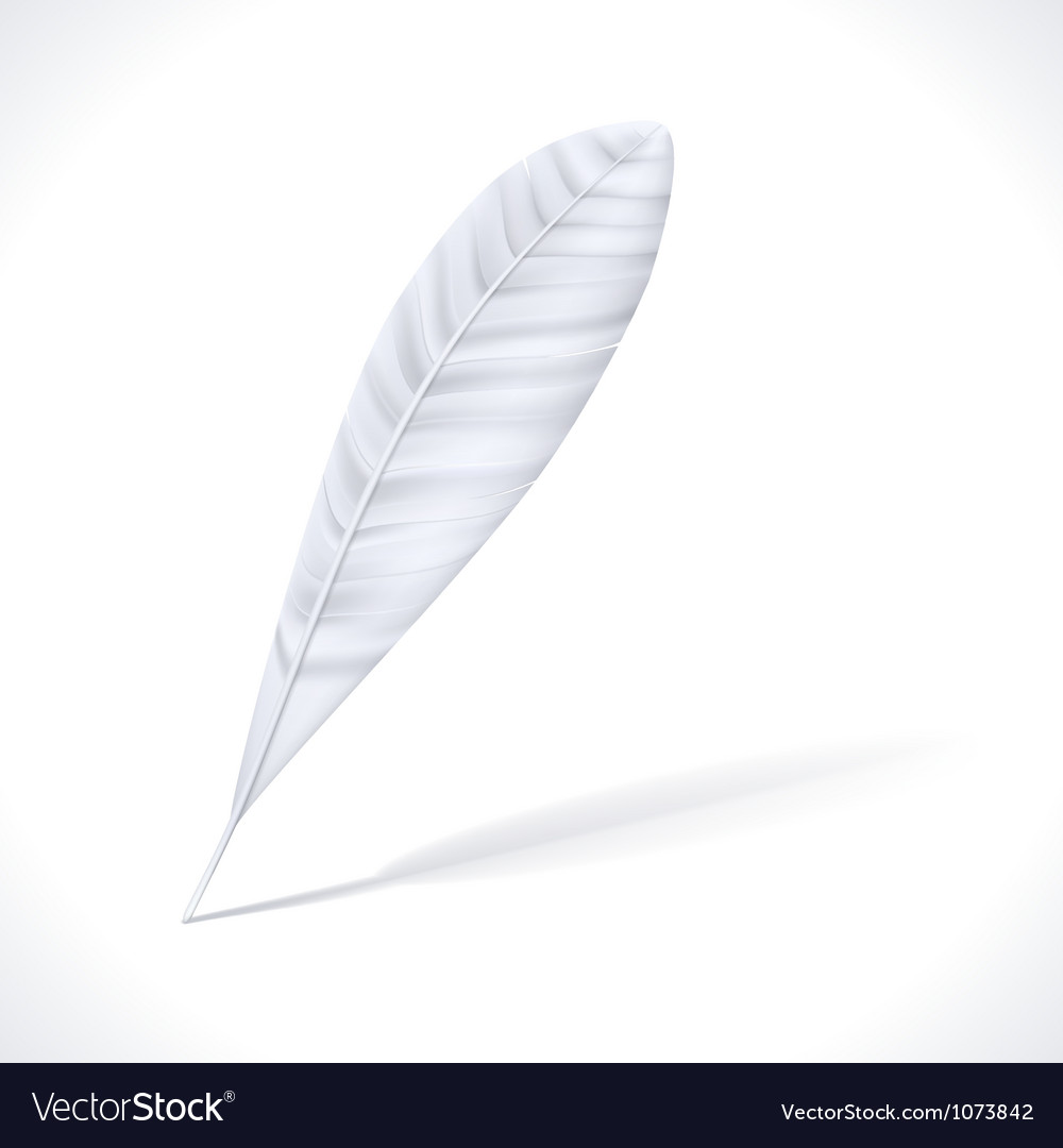 White feather Royalty Free Vector Image - VectorStock