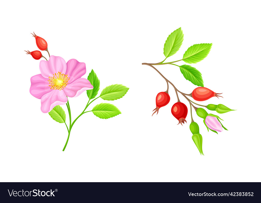 Blooming rose hip rosa Blumen und rote Beeren Set