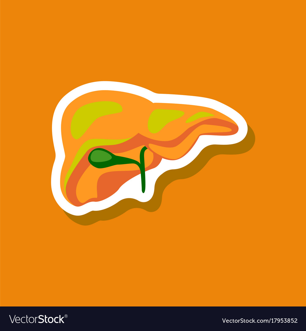 Liver paper sticker on stylish background