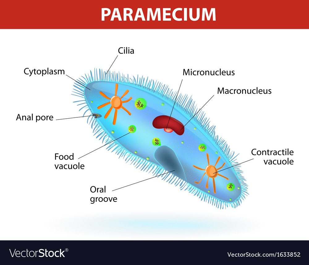 Structure of a paramecium Royalty Free Vector Image