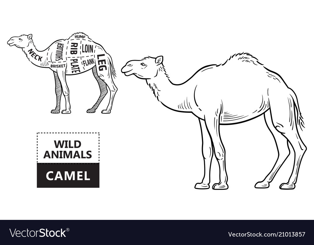 Camel Digestive System Diagram