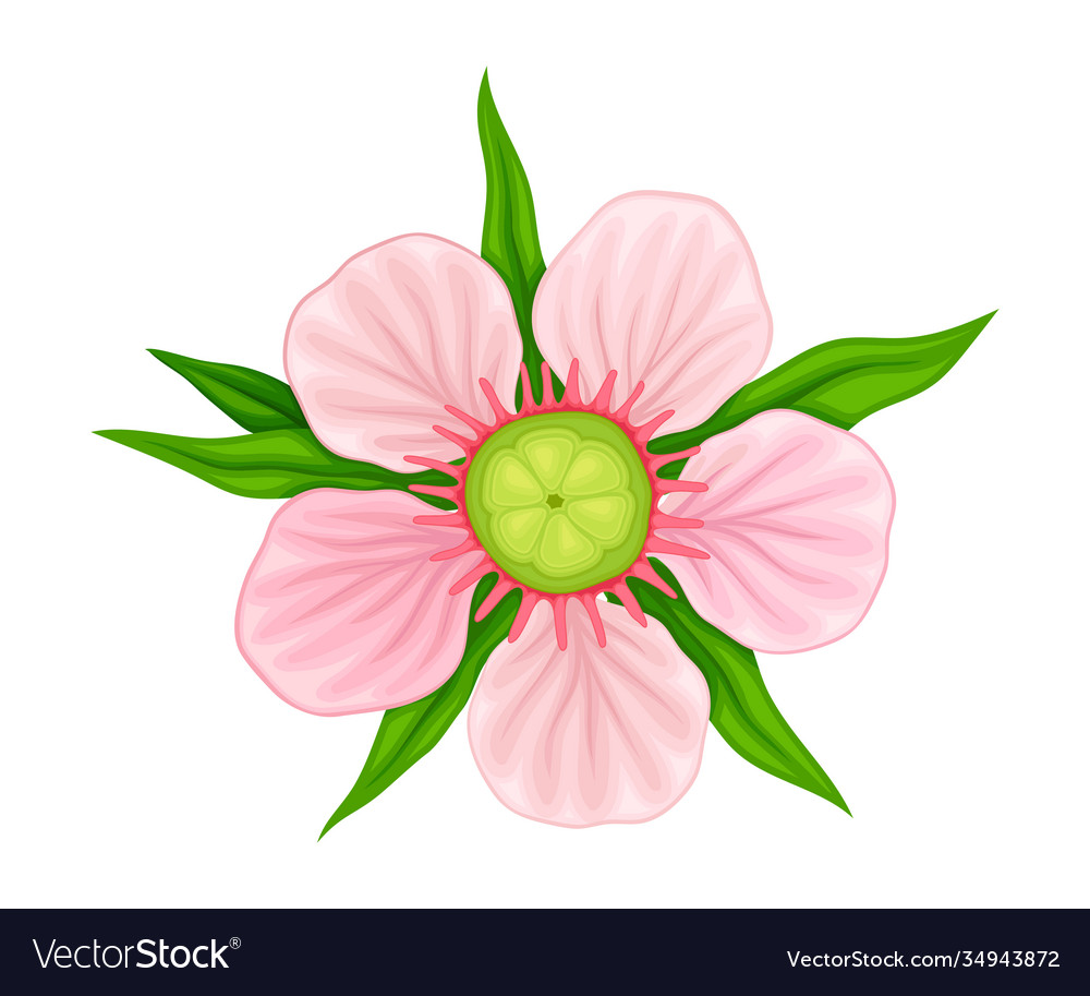 Showy flower manuka flowering plant with pink Vector Image Showy flower manuka flowering plant with pink Vector Image