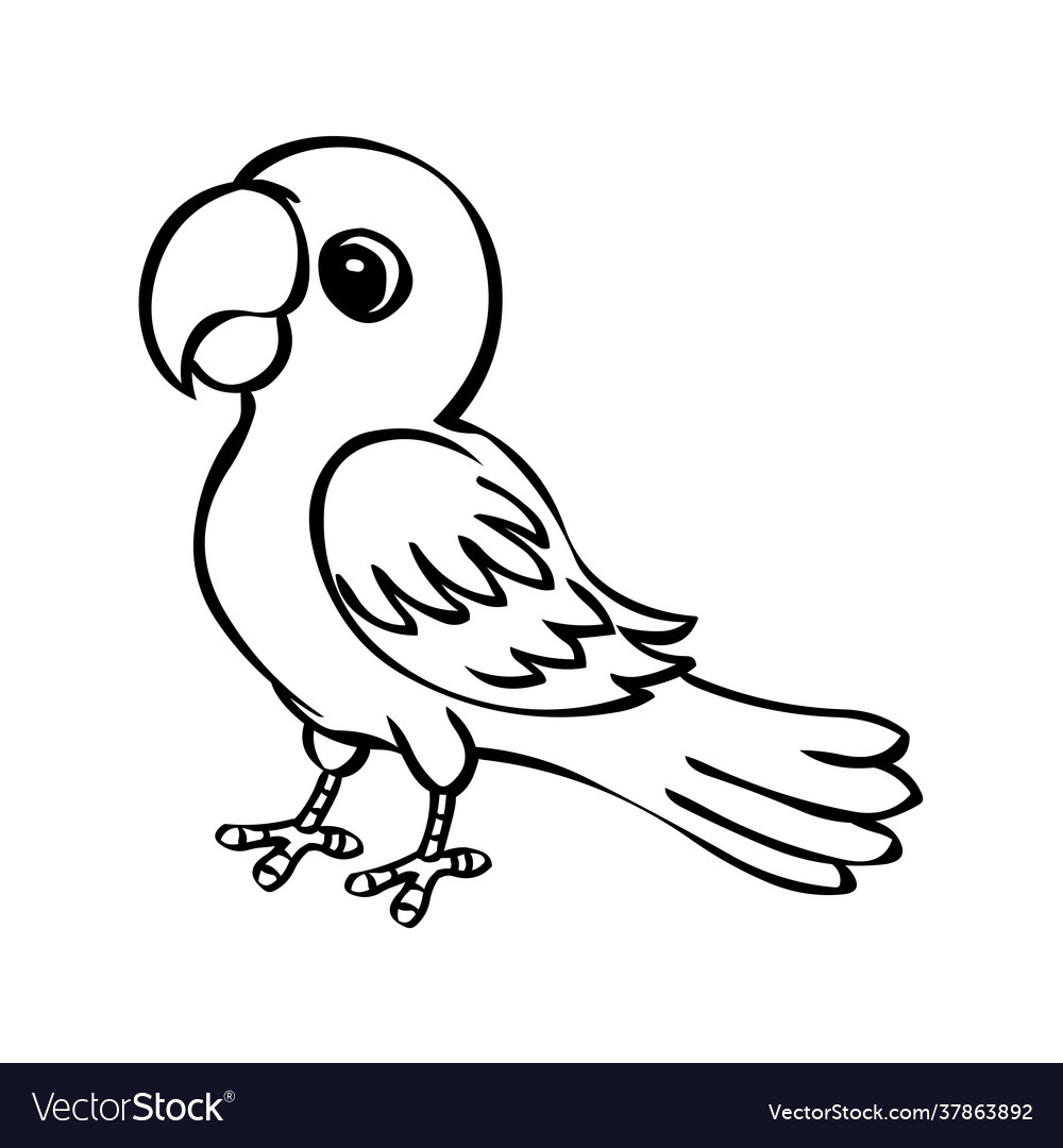 25 Easy Parrot Drawing Ideas - How to Draw a Parrot