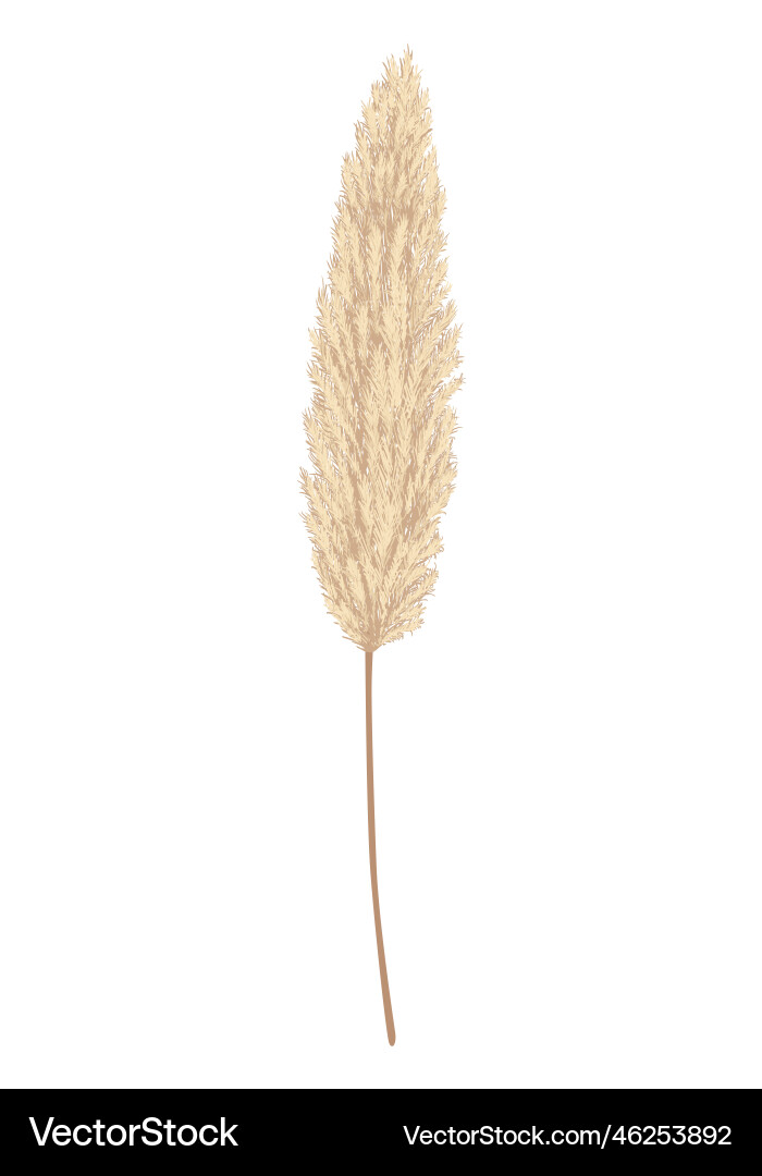 Pampas grass branches dry feathery head plumes Vector Image