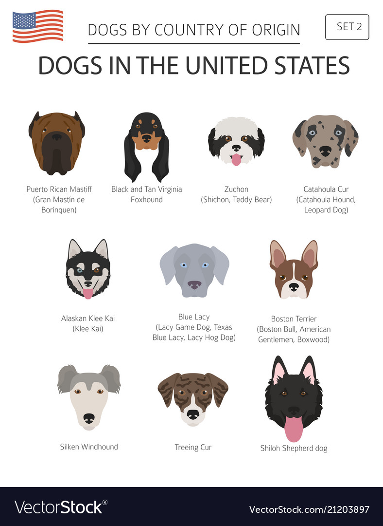 Dogs in the united states american dog breeds Vector Image