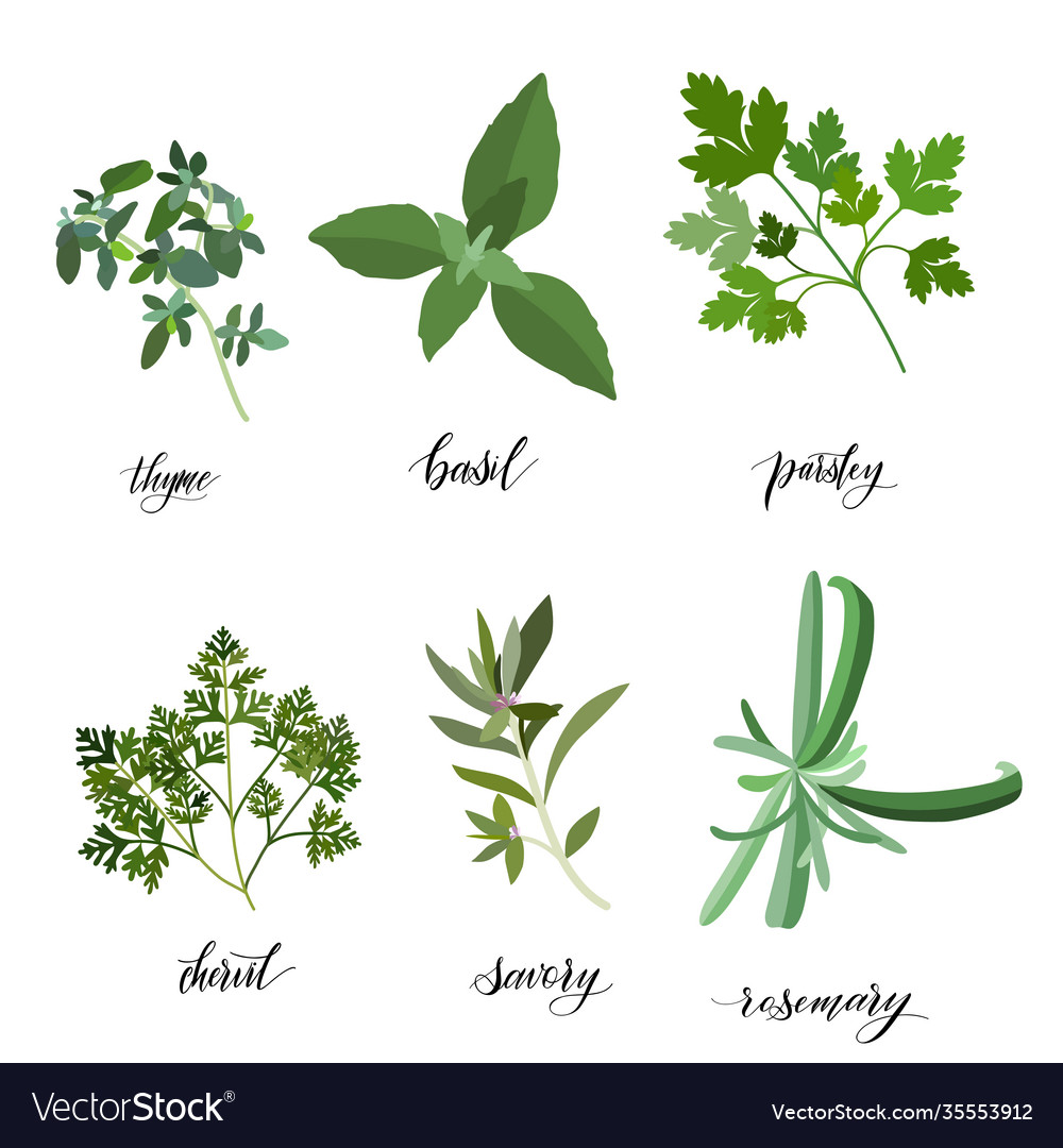 Herbs and spices big set Royalty Free Vector Image