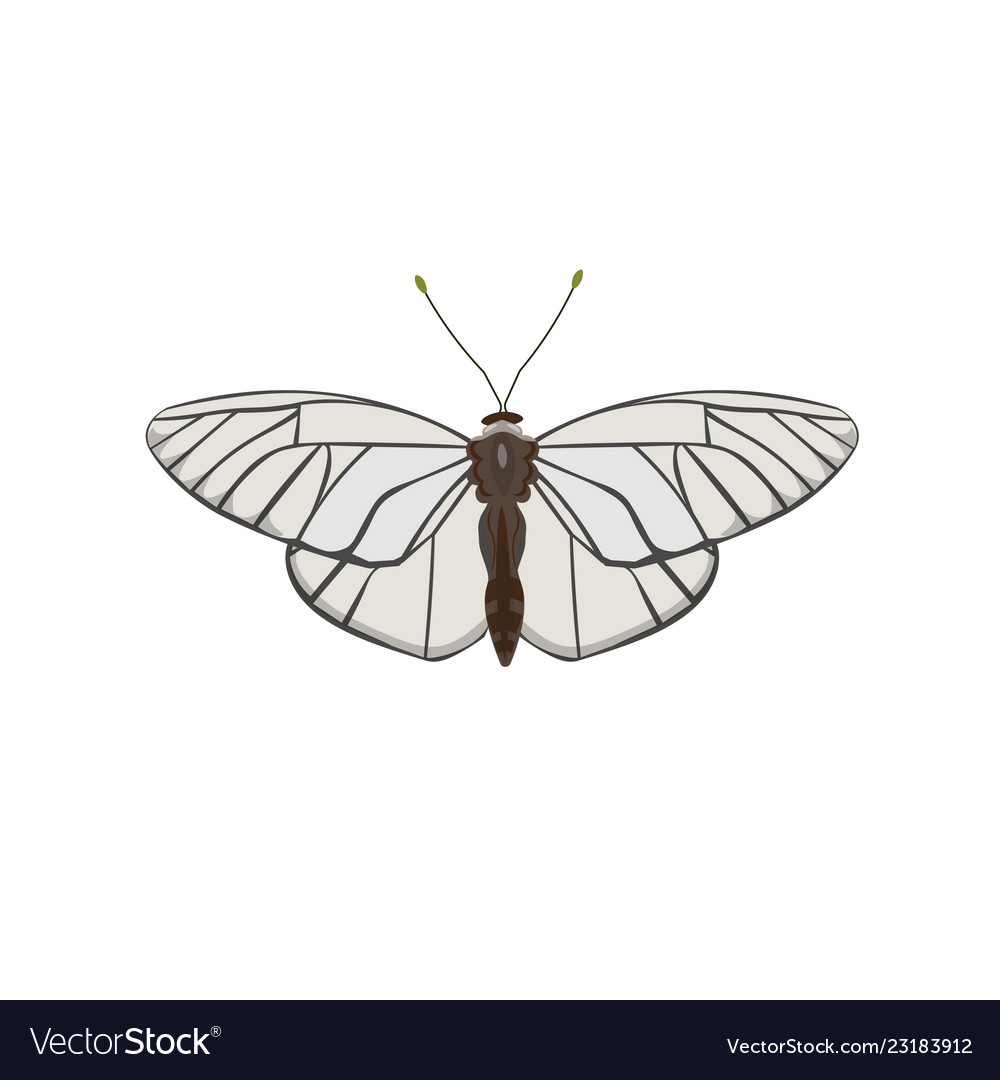 White butterfly Royalty Free Vector Image - VectorStock