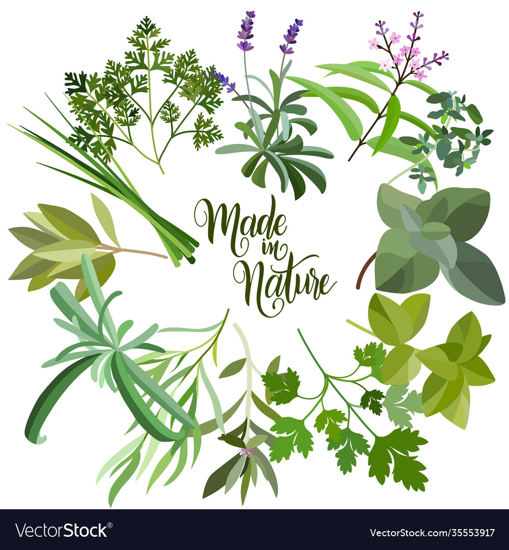 Frame with fresh herbs and spices Royalty Free Vector Image