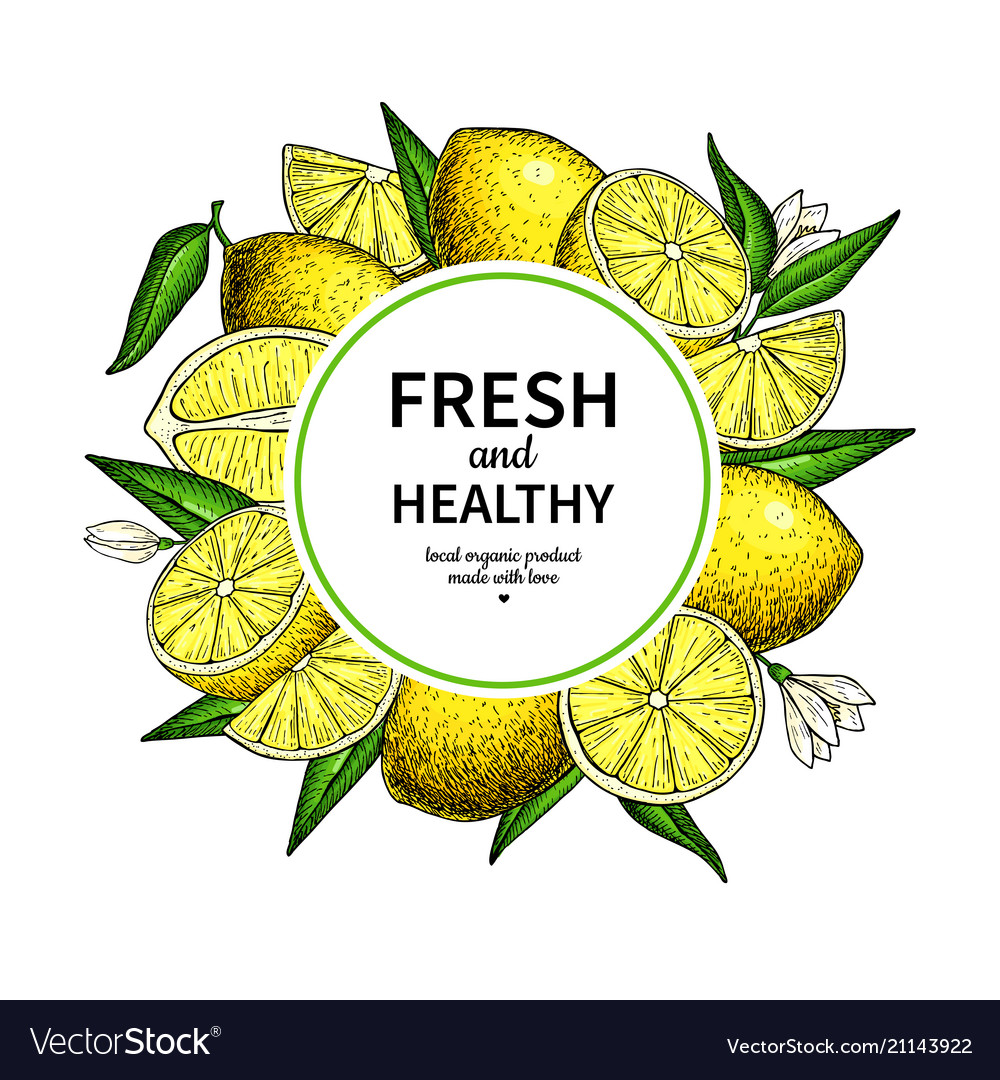 Lemon Frame Drawing Citrus Fruit Circle Royalty Free Vector Lemon Frame Drawing Citrus Fruit Circle Vector Image
