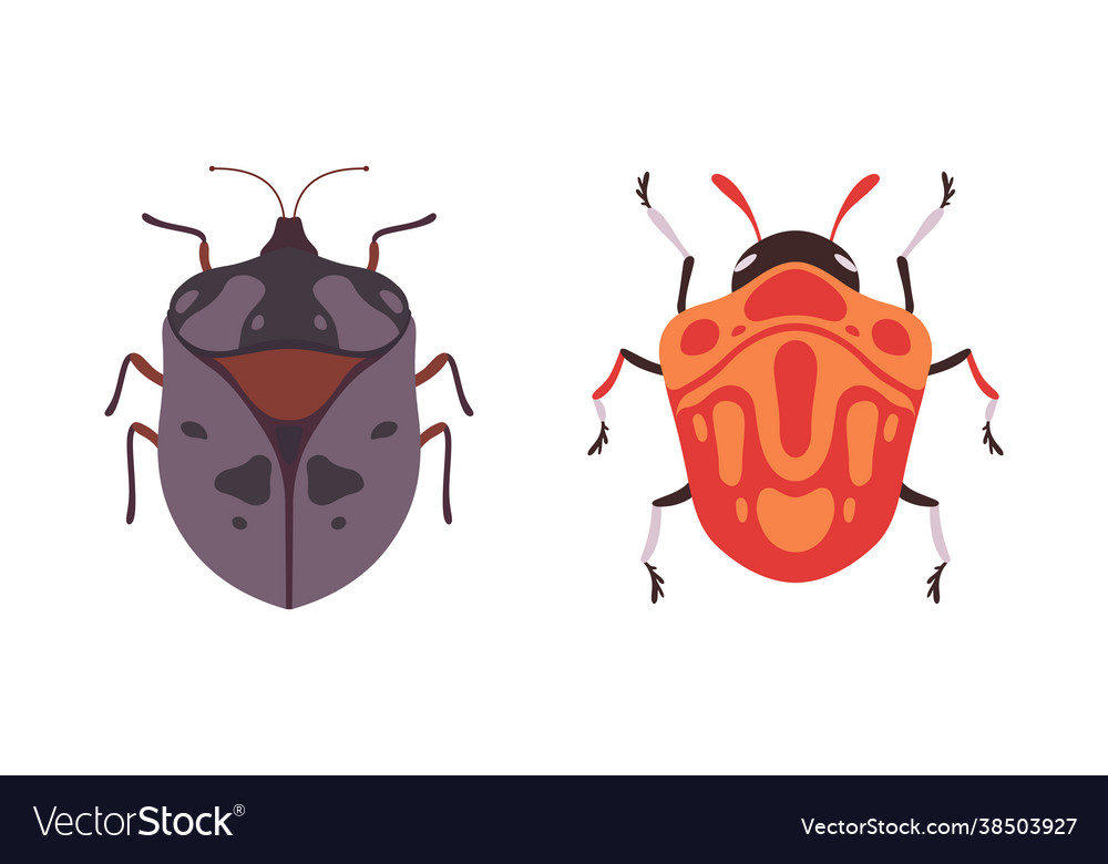 Bug species set top view bugs insects cartoon