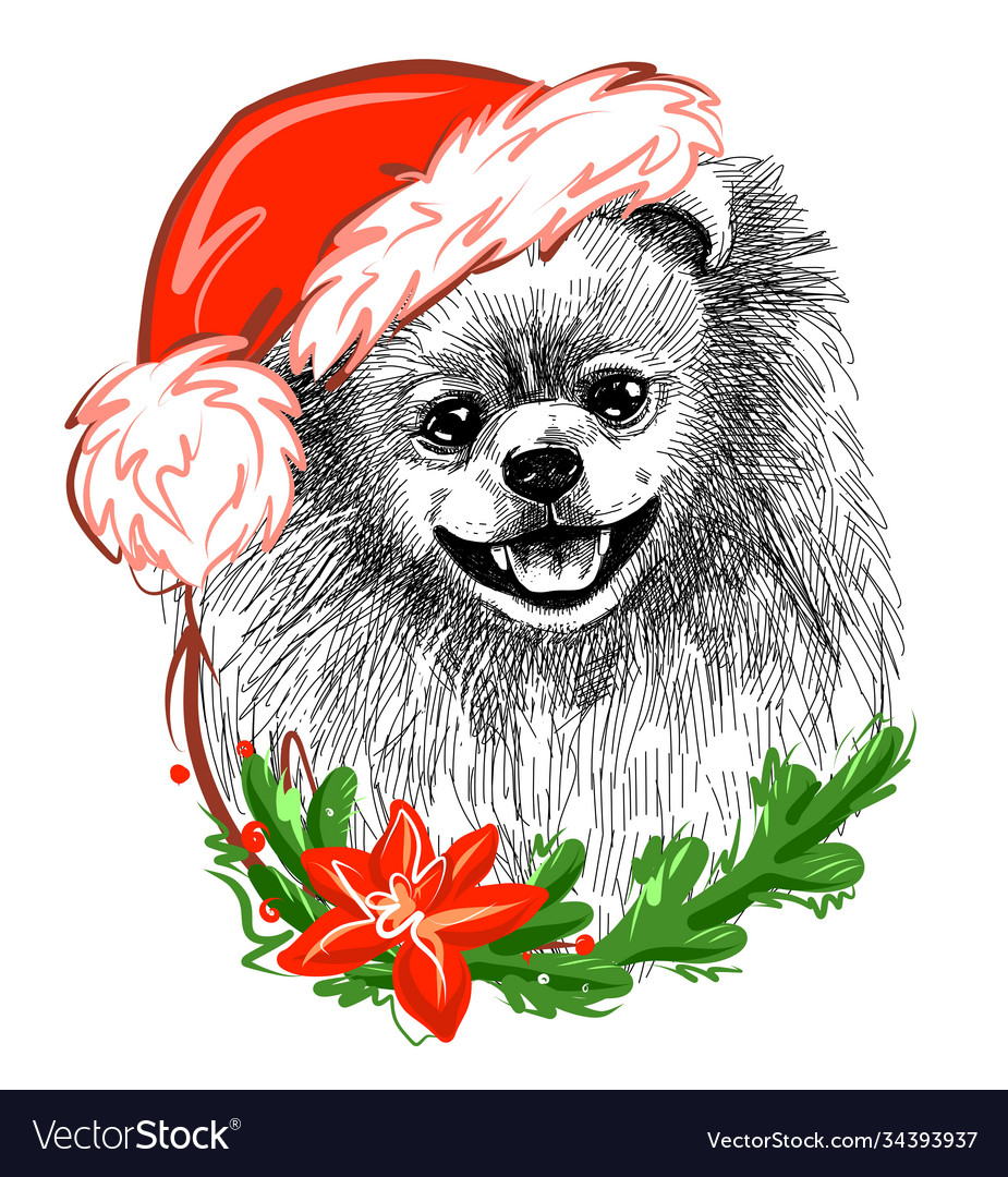 Christmas dog pomeranian in a santa claus hat