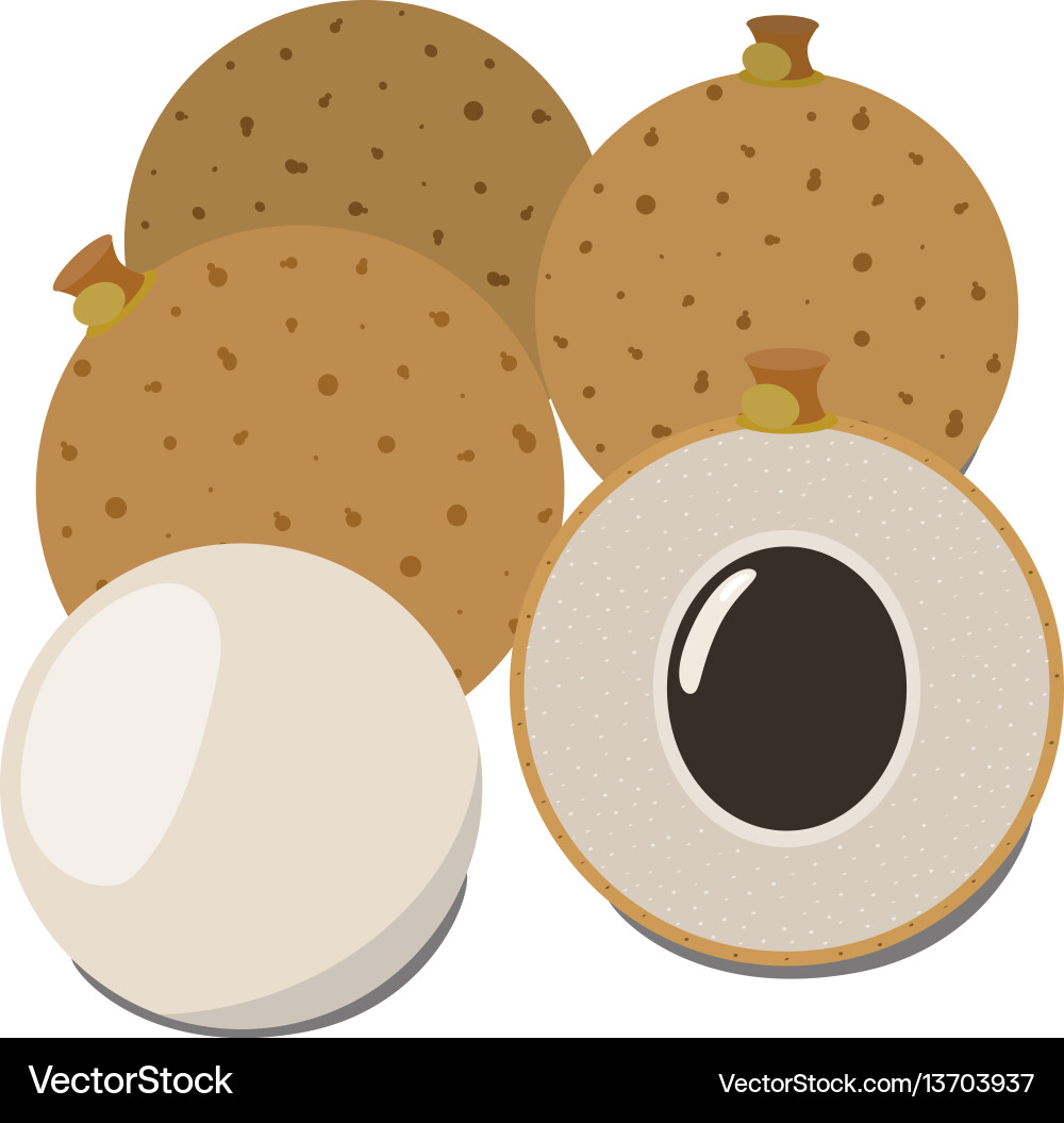 Longan exotic fruit tropical vitamin dessert flat Vector Image