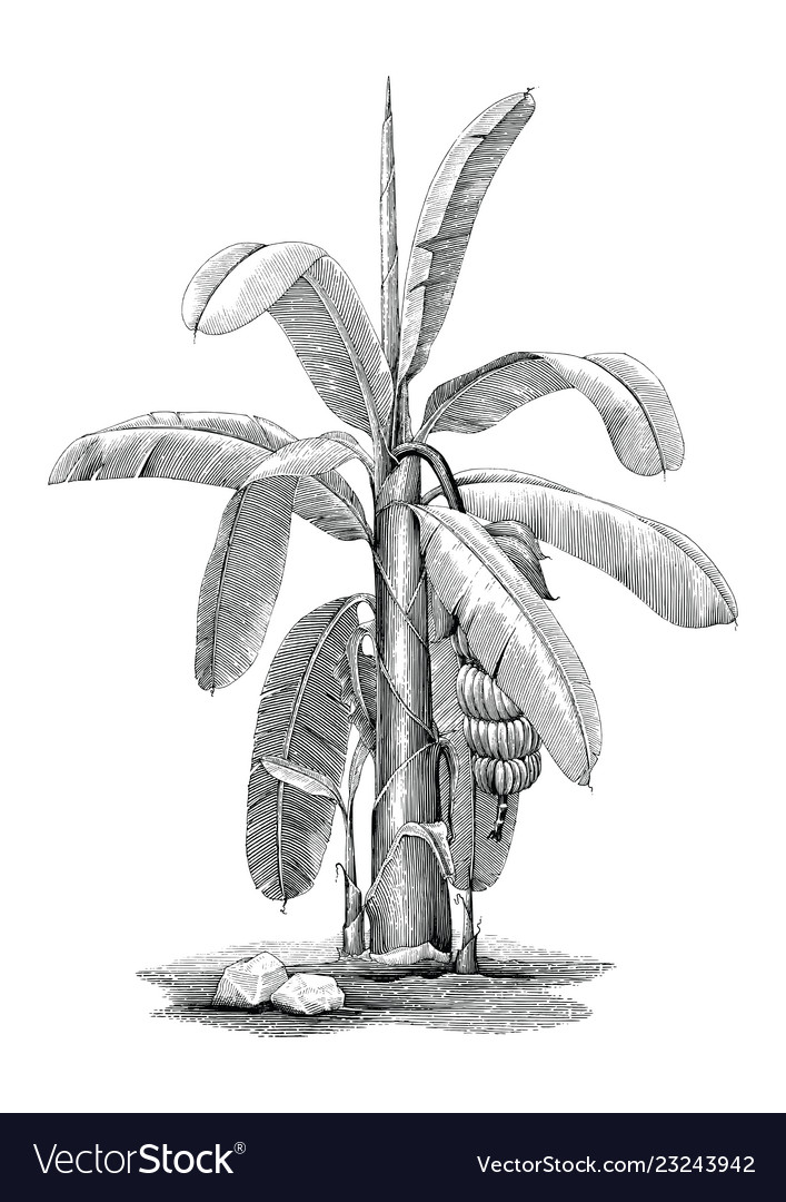 How To Draw Banana Trees