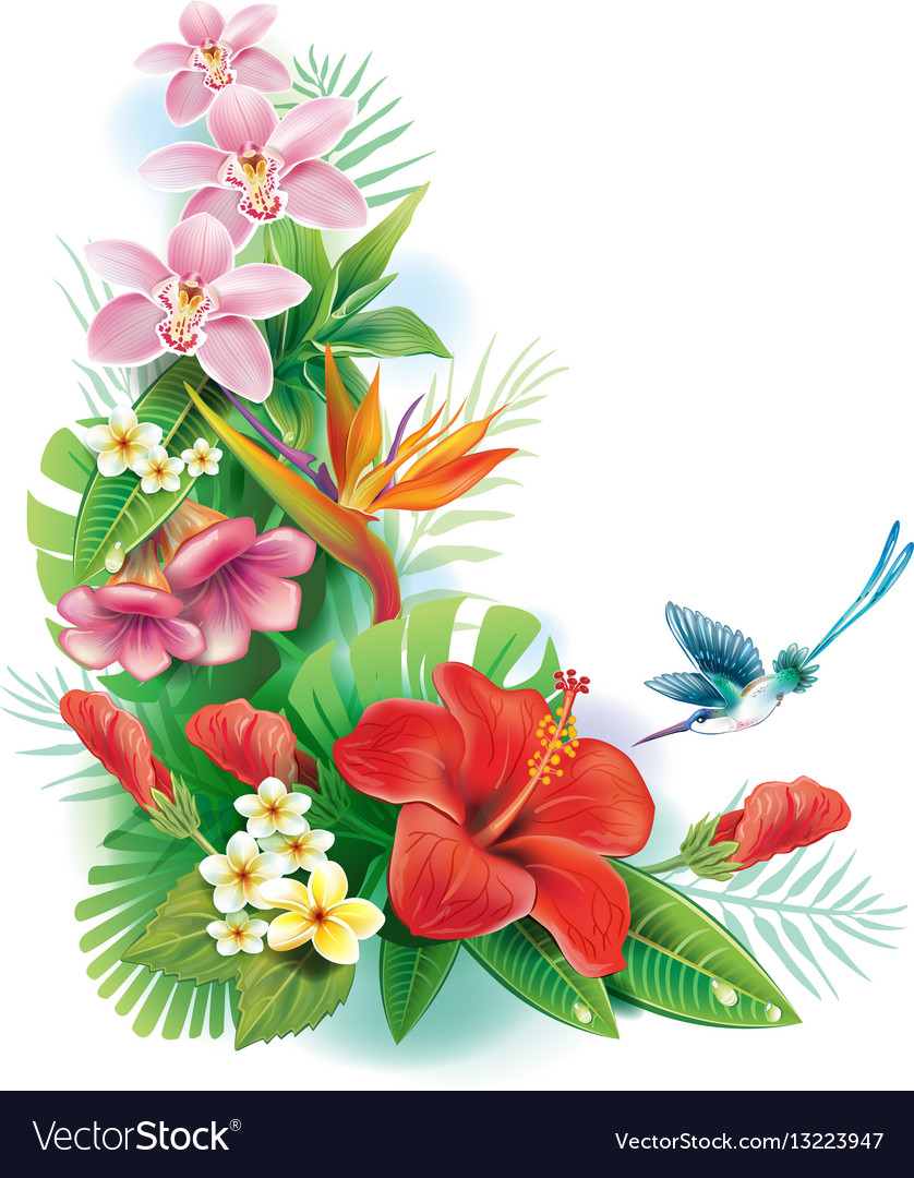 Download Arrangement from tropical flowers Royalty Free Vector Image