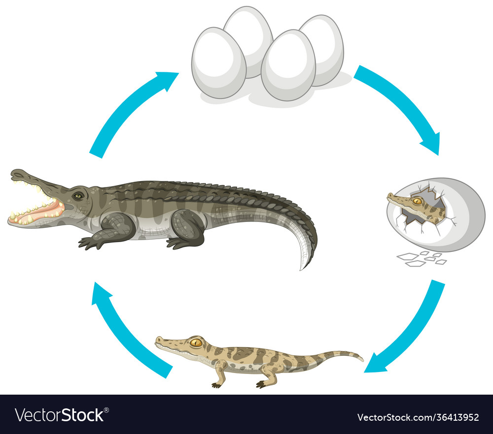 Life Cycle Crocodile On White Background Vector Image