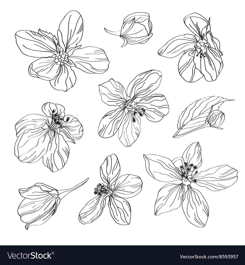 Hand drawn cherry blossom flowers set Royalty Free Vector