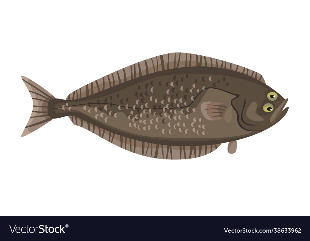 Halibut fish on white background seafood