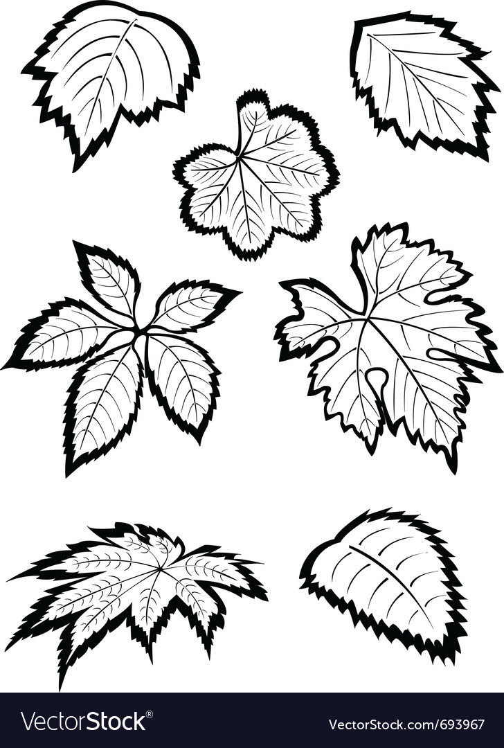 hand drawn leaves royalty